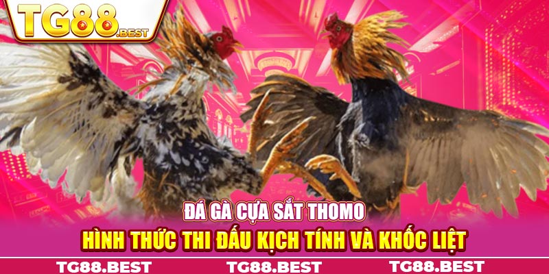 Đá gà cựa sắt Thomo - Hình thức thi đấu kịch tính và khốc liệt