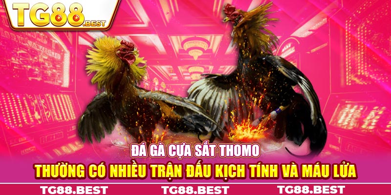 Đá gà cựa sắt Thomo thường có nhiều trận đấu kịch tính và máu lửa