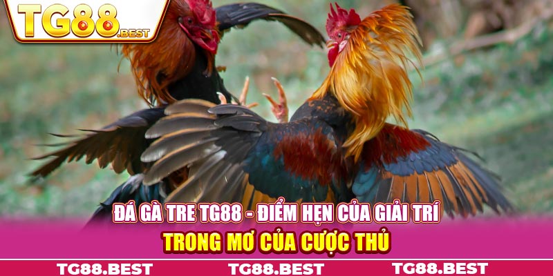 Đá gà tre TG88 - Điểm hẹn của giải trí trong mơ của cược thủ