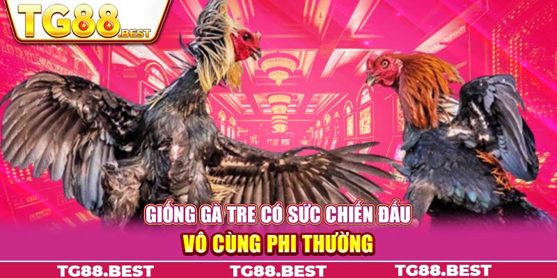 Giống gà tre có sức chiến đấu vô cùng phi thường