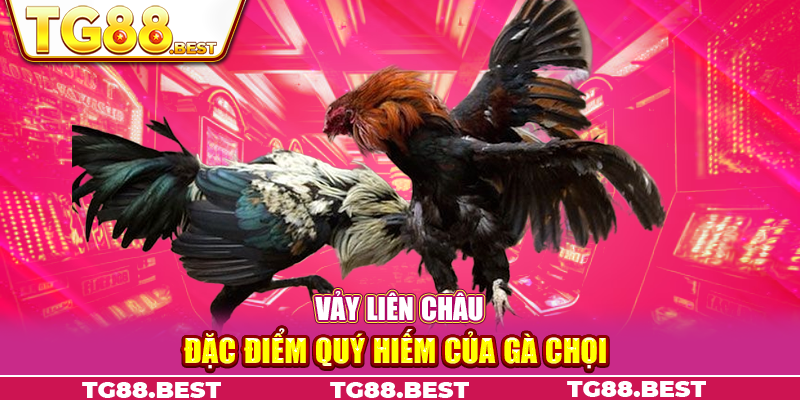 Vảy Liên Châu - Đặc Điểm Quý Hiếm Của Gà Chọi