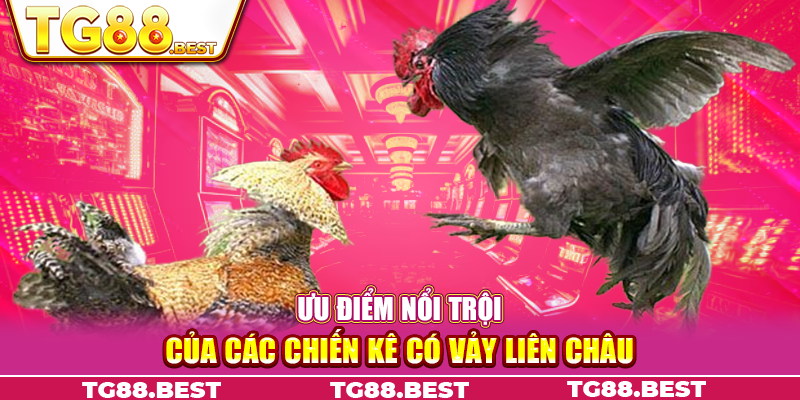 Ưu điểm nổi trội của các chiến kê có vảy liên châu