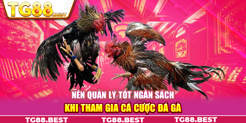 Nên quản lý tốt ngân sách khi tham gia cá cược đá gà