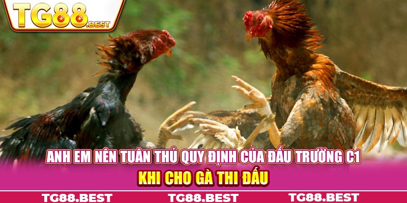 Anh em nên tuân thủ quy định của đấu trường C1 khi cho gà thi đấu