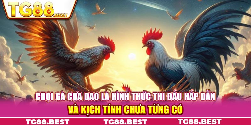 Chọi gà cựa dao là hình thức thi đấu hấp dẫn và kịch tính chưa từng có