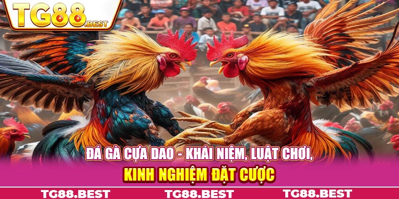 Đá gà cựa dao - Khái niệm, luật chơi, kinh nghiệm đặt cược