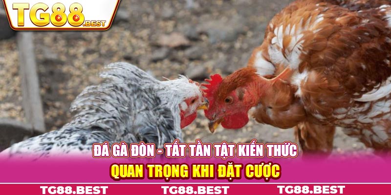 Đá gà đòn - Tất tần tật kiến thức quan trọng khi đặt cược