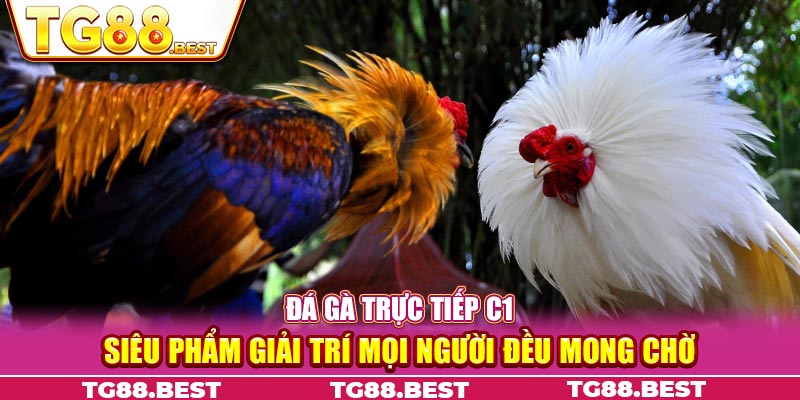 Đá gà trực tiếp C1 - Siêu phẩm giải trí mọi người đều mong chờ