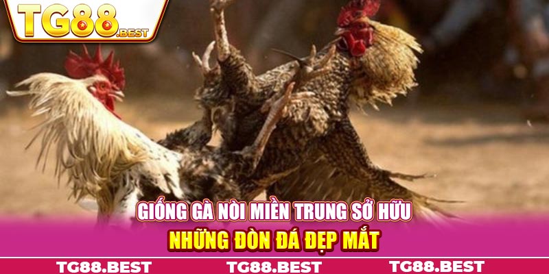 Giống gà nòi miền Trung sở hữu những đòn đá đẹp mắt