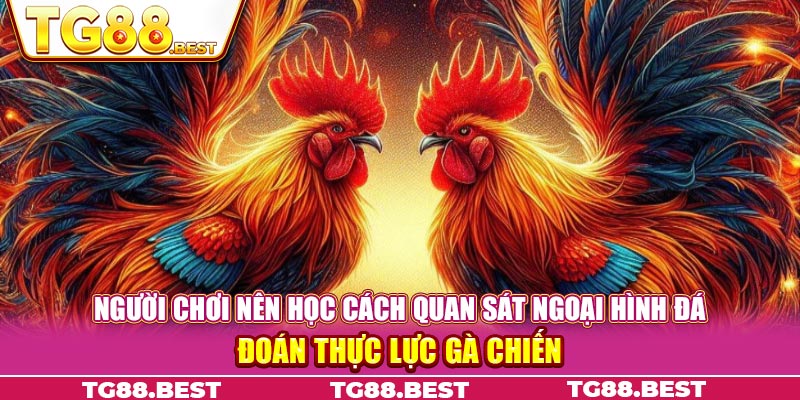 Người chơi nên học cách quan sát ngoại hình đá đoán thực lực gà chiến