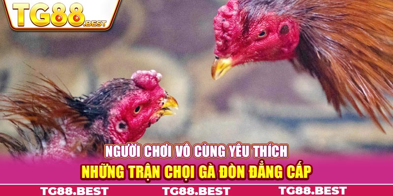 Người chơi vô cùng yêu thích những trận chọi gà đòn đẳng cấp