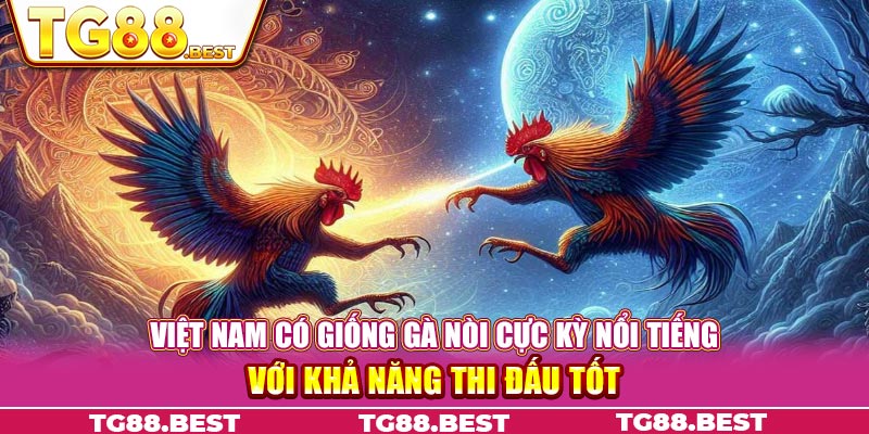 Việt Nam có giống gà nòi cực kỳ nổi tiếng với khả năng thi đấu tốt